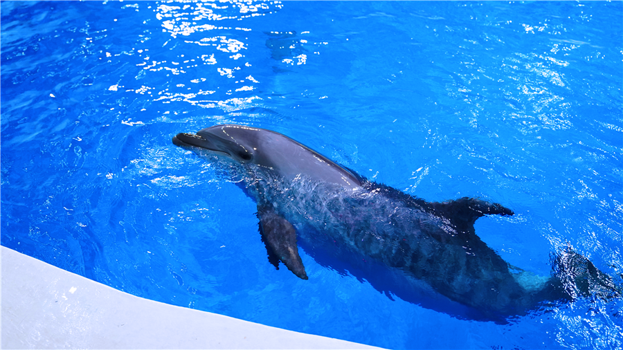海豚家族新成员！三头海豚宝宝到日照海洋公园